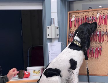Maya Springer Spaniel kör specialsök