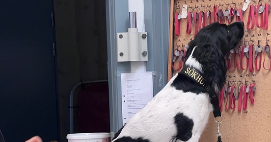 Maya Springer Spaniel kör specialsök