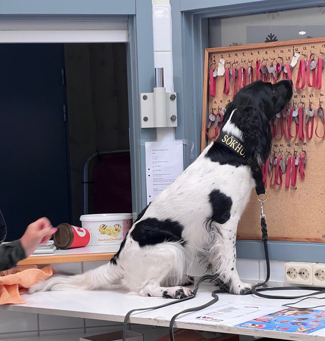 Maya Springer Spaniel kör specialsök