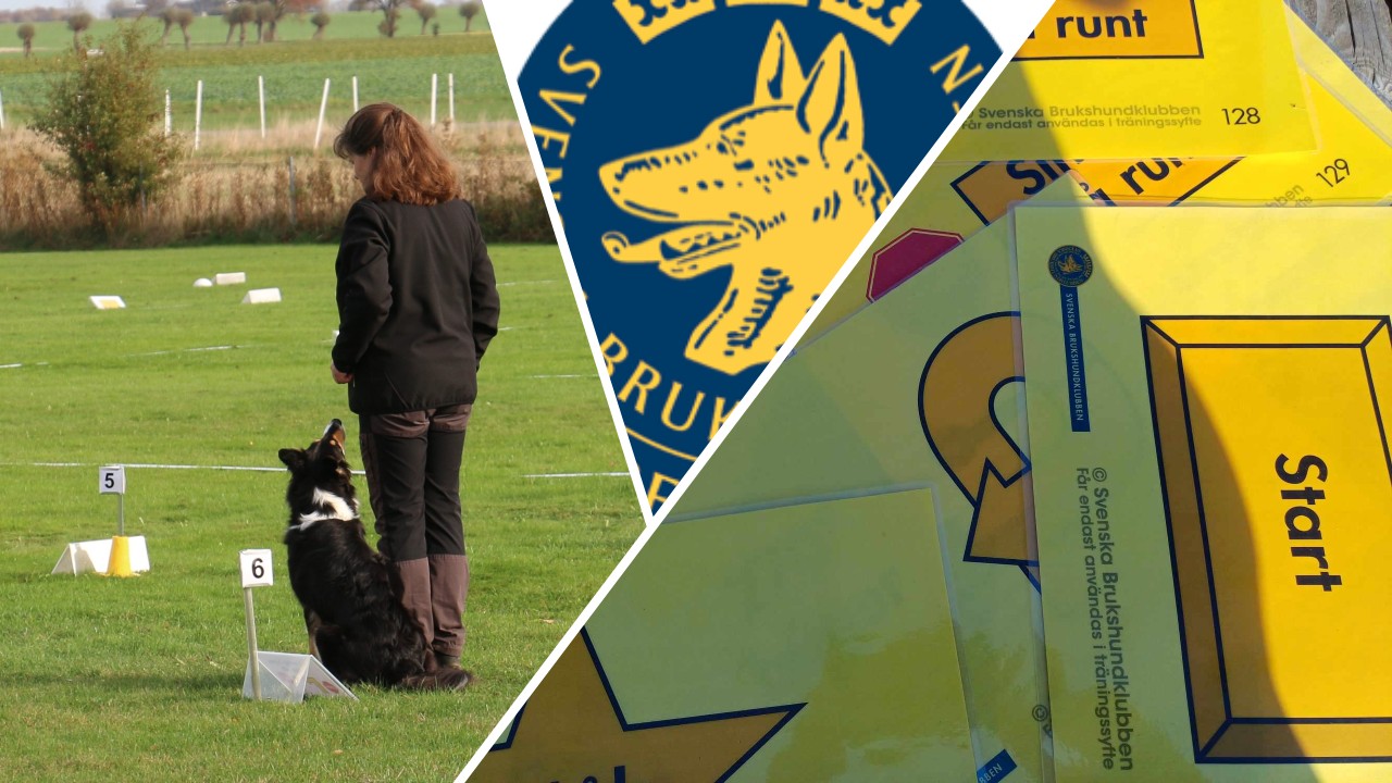 Nybörjarkurs Rallylydnad
