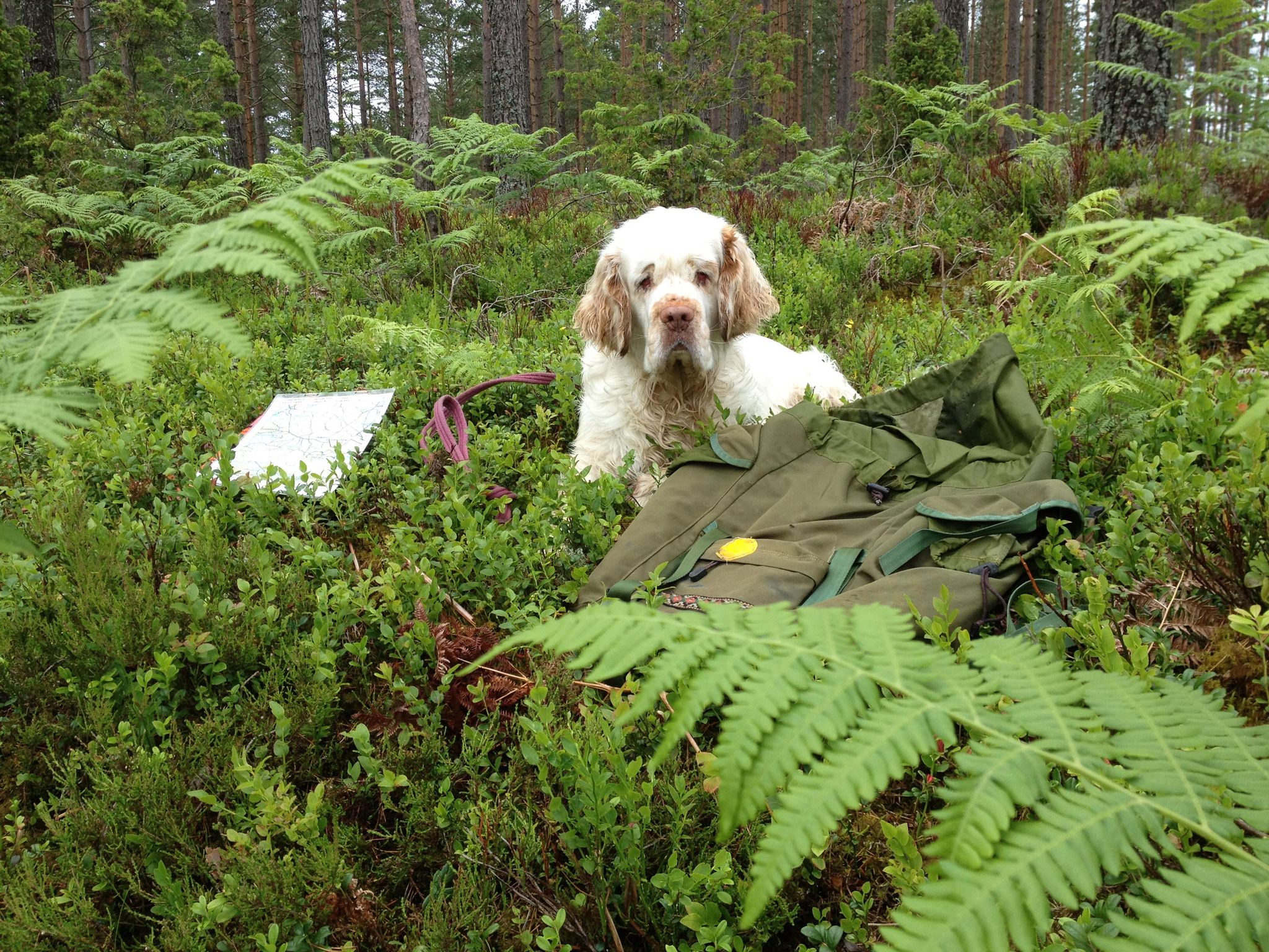 Hund som ligger i skogen bland ormbunkar