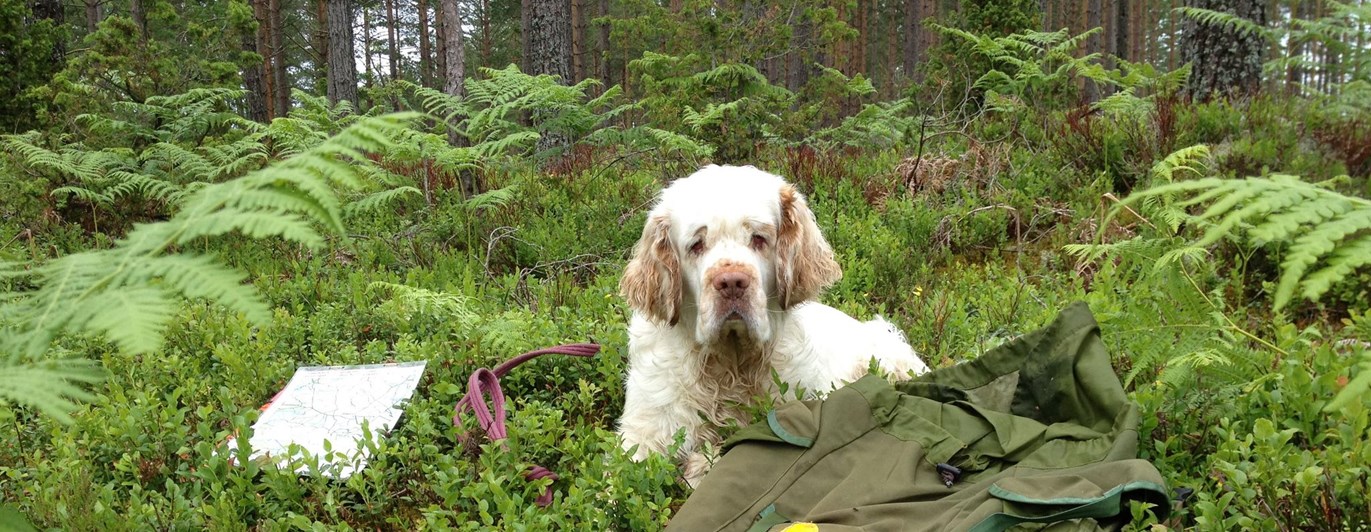 Hund som ligger i skogen bland ormbunkar