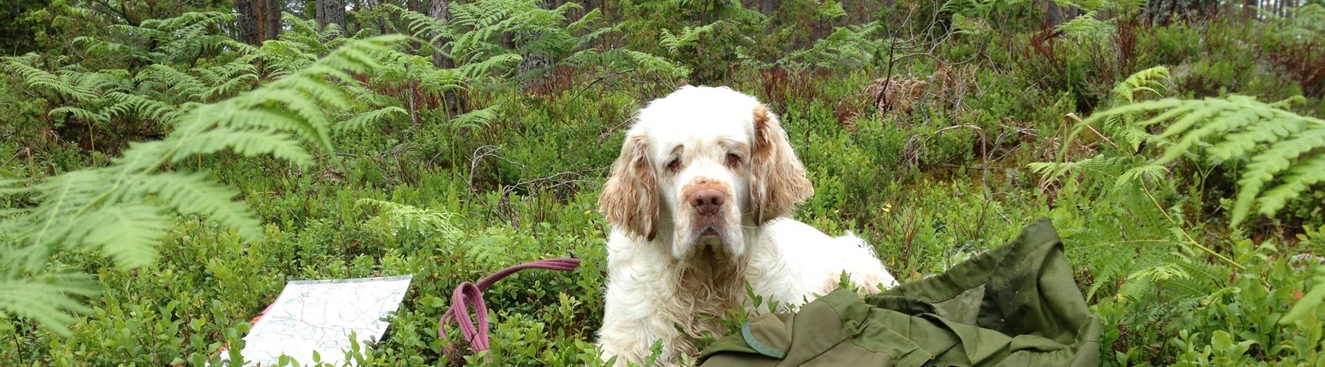 Hund som ligger i skogen bland ormbunkar