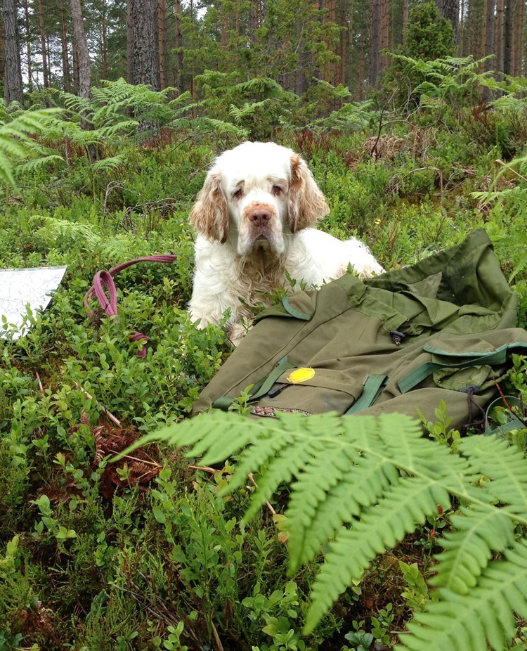 Hund som ligger i skogen bland ormbunkar