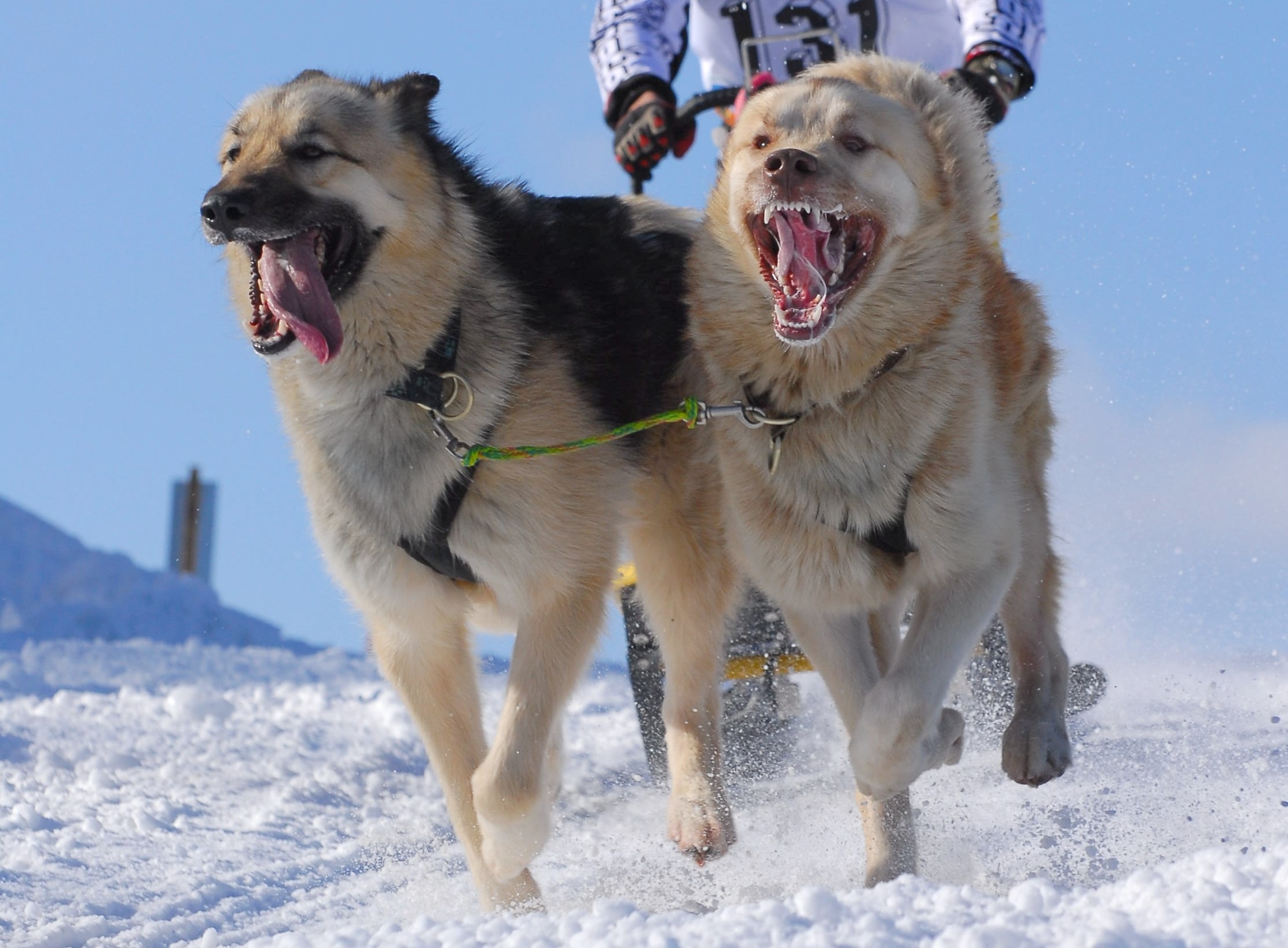 Närbild två draghundar