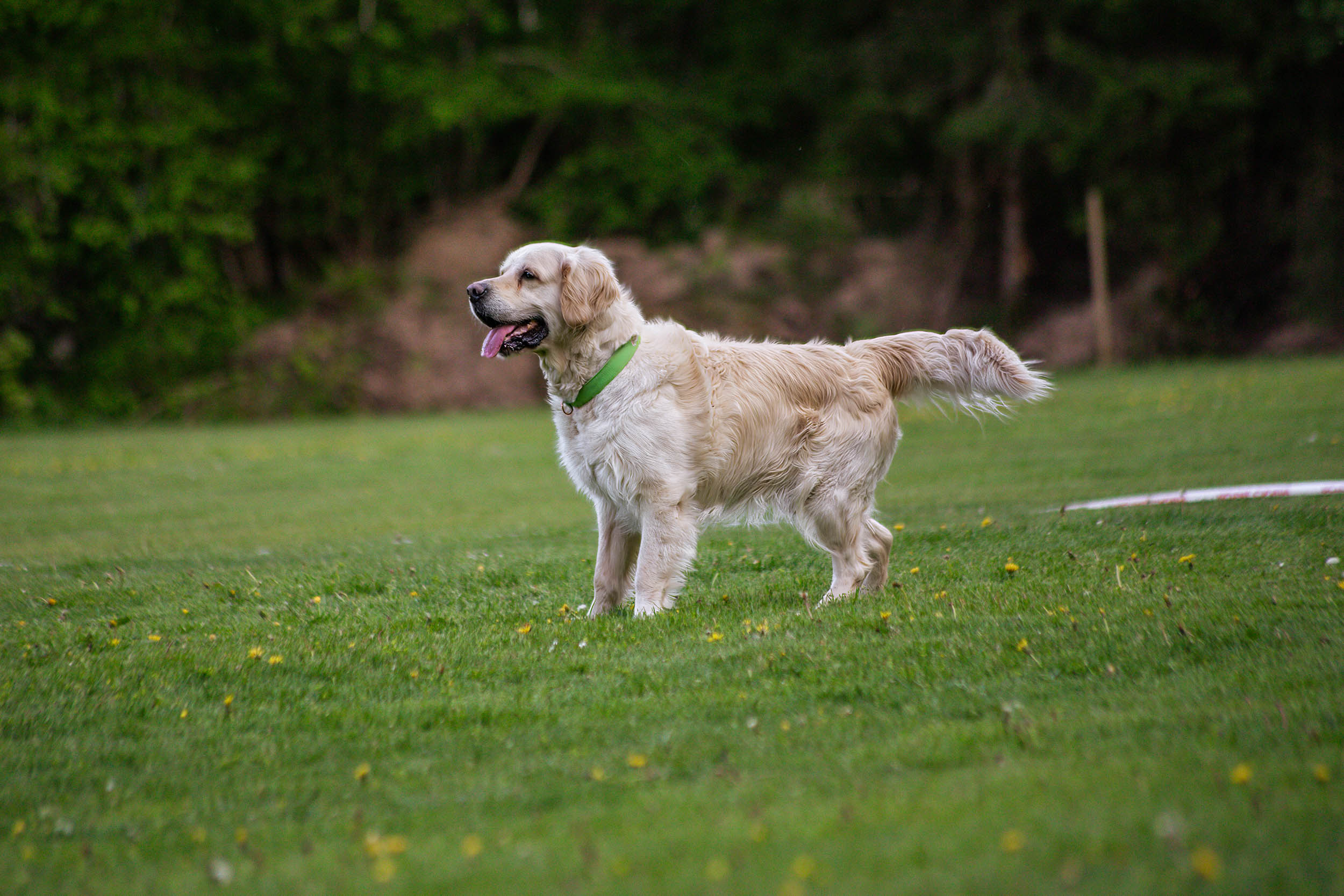 Hund står på en plan