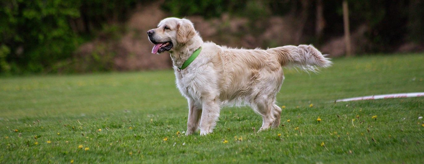Hund står på en plan