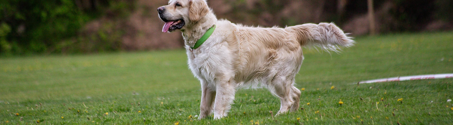 Hund står på en plan