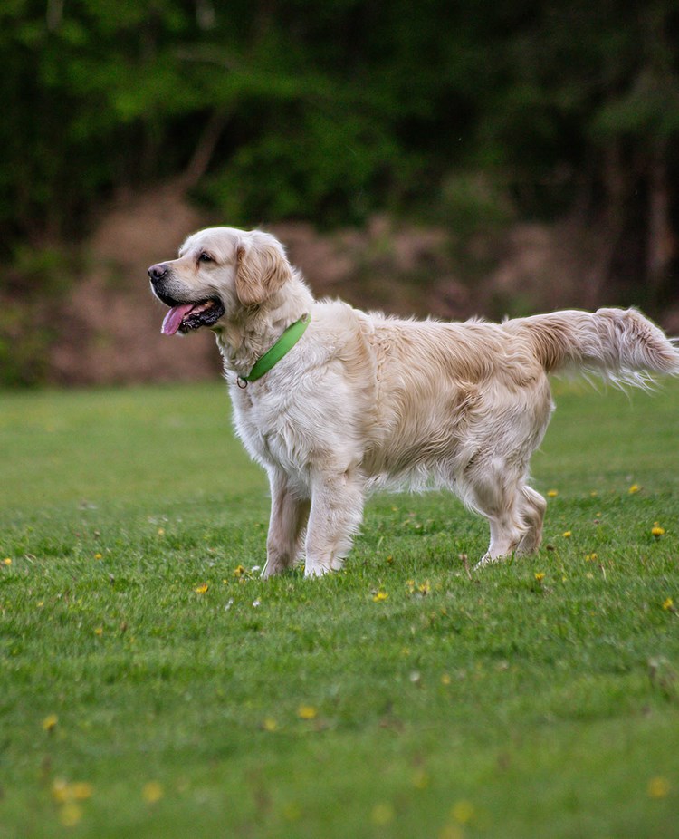 Hund står på en plan