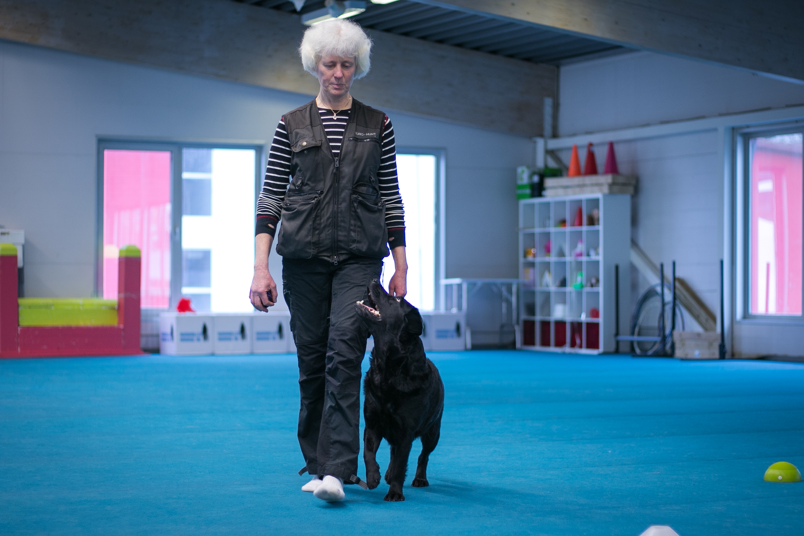 Svart labrador som går fot