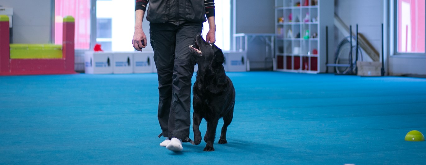 Svart labrador som går fot