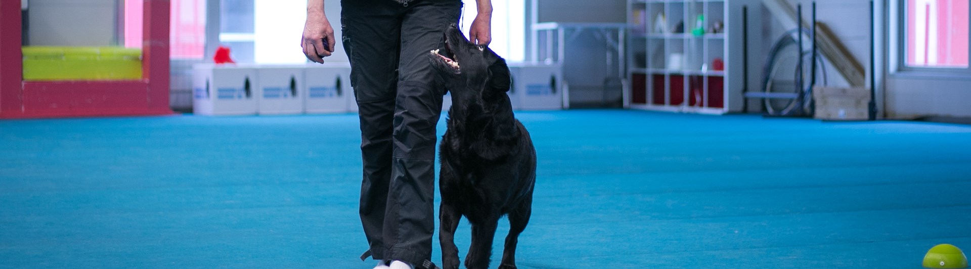 Svart labrador som går fot