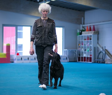 Svart labrador som går fot