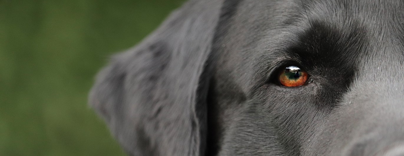 Närbild på labrador