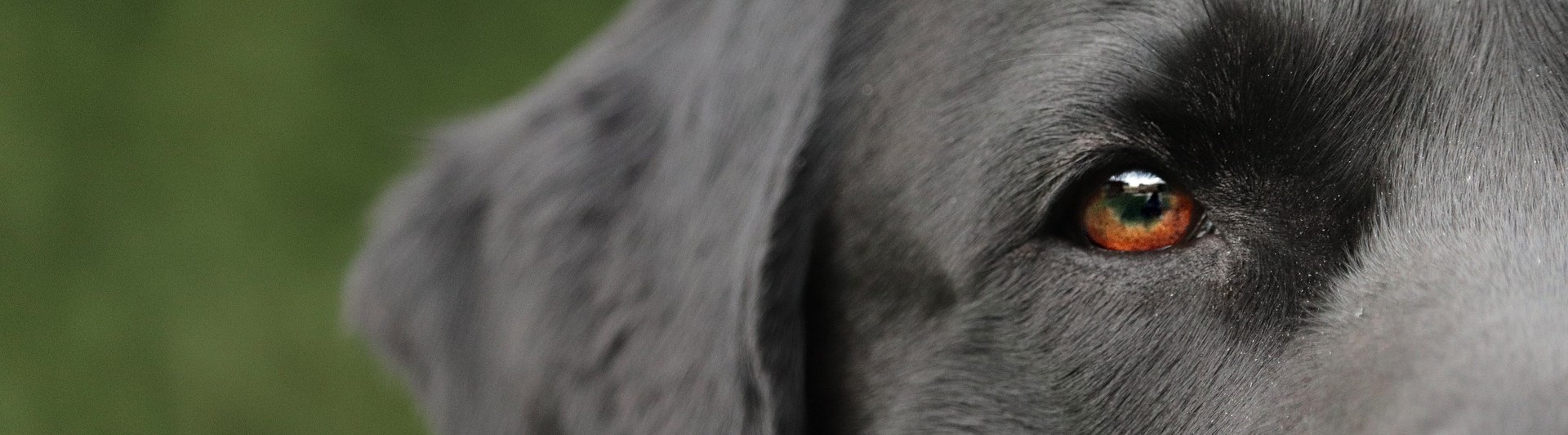 Närbild på labrador