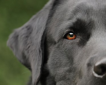 Närbild på labrador