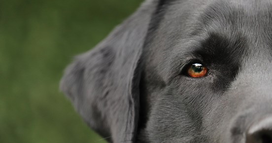 Närbild på labrador