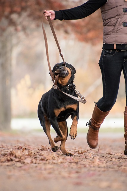 Rottweiler hoppar och biter i kopplet.