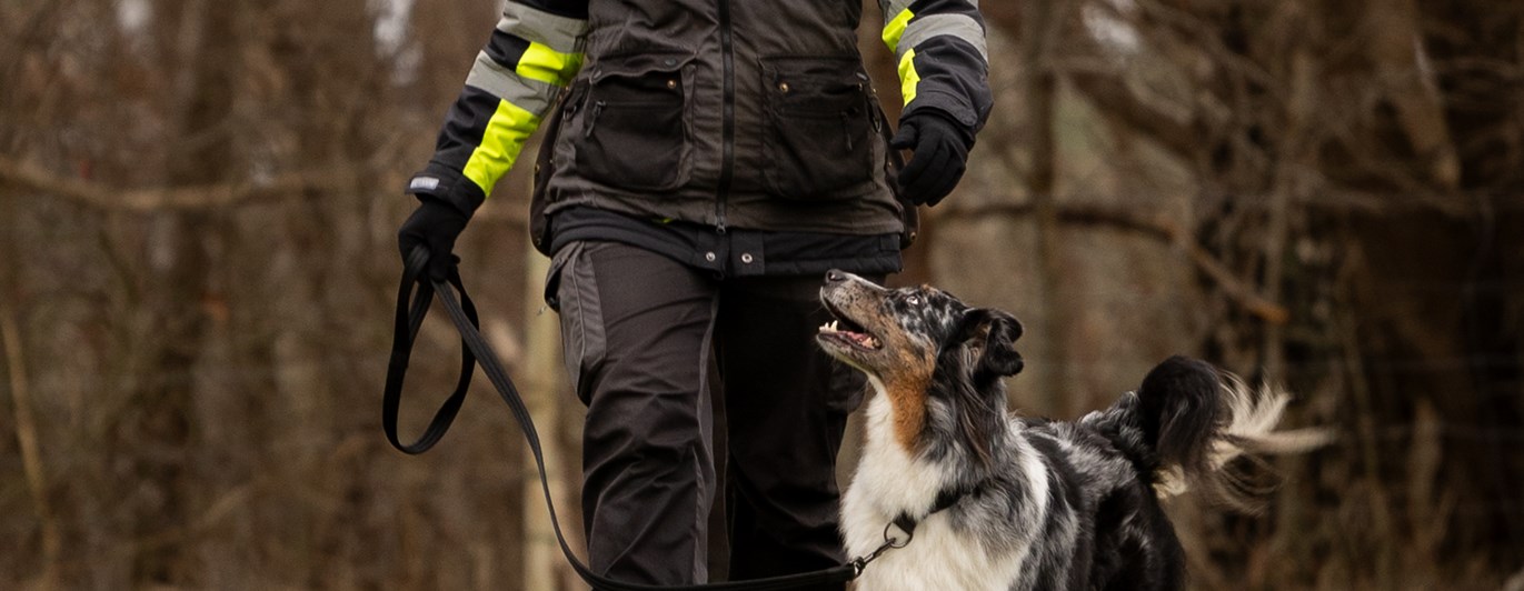 Hund som går fortgående och tittar på sin förare