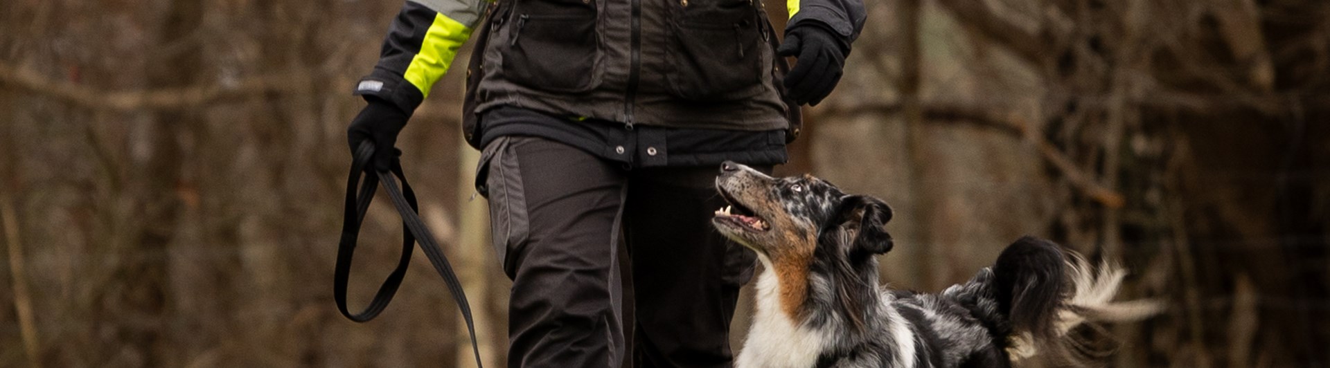 Hund som går fortgående och tittar på sin förare