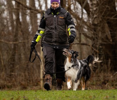 Hund som går fortgående och tittar på sin förare