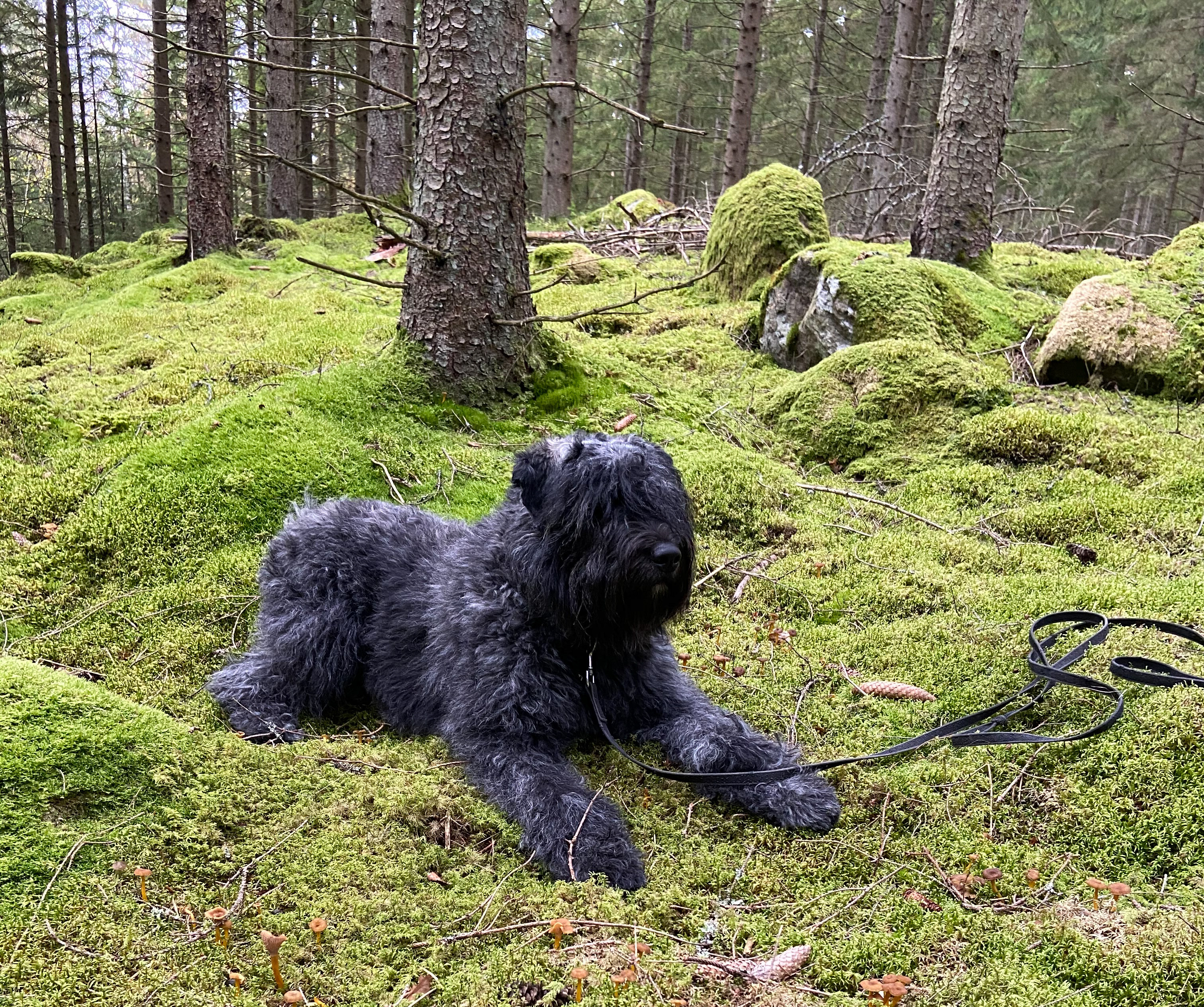 Bouvier des flandres som ligger ner i mossan i skogsmiljö
