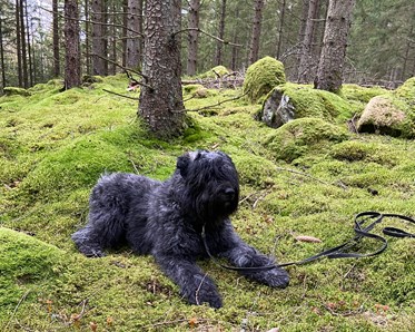 Bouvier des flandres som ligger ner i mossan i skogsmiljö
