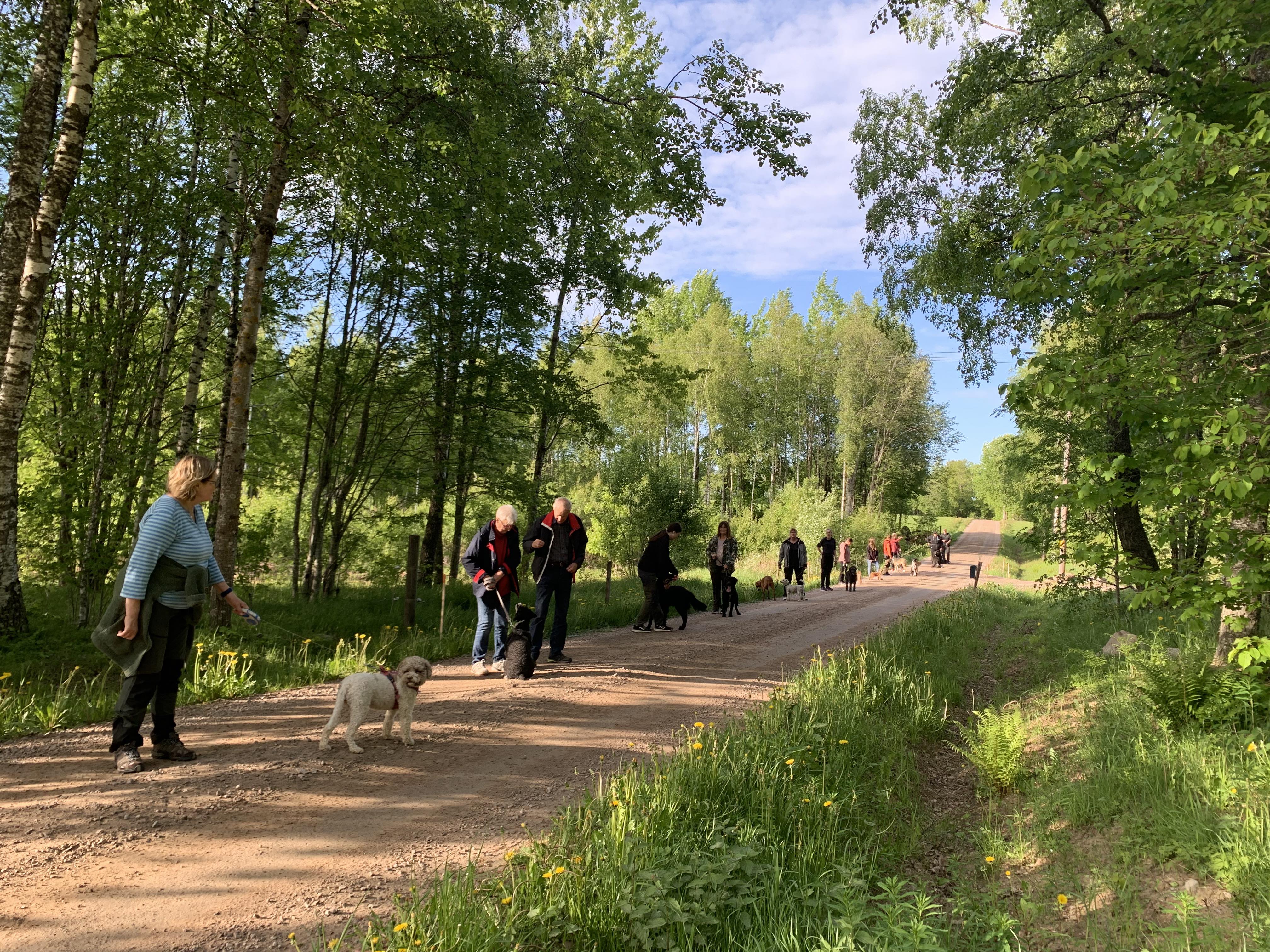 Hundar och ägare står i ett led i skogen och tränar