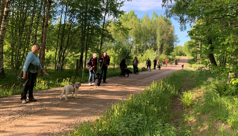 Hundar och ägare står i ett led i skogen och tränar