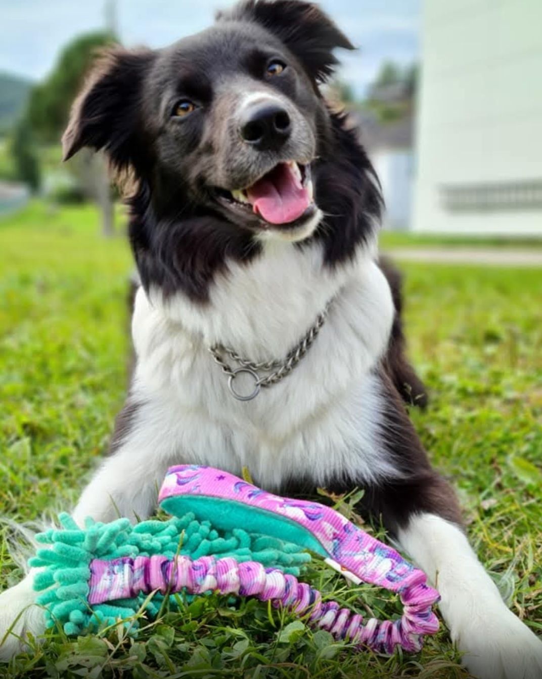 Border Collie