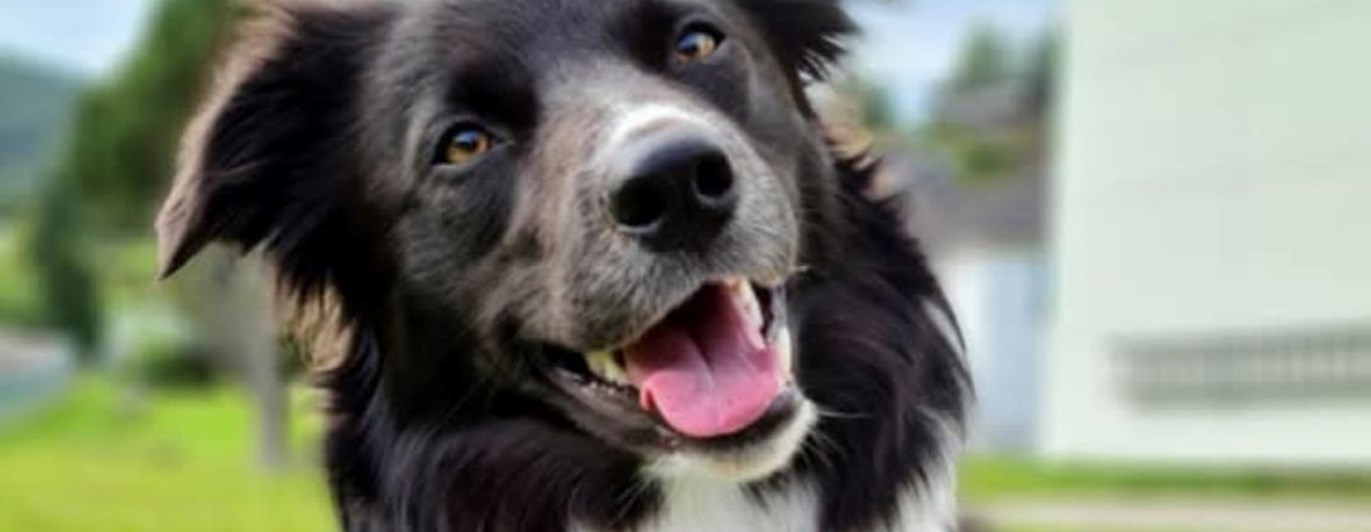 Border Collie