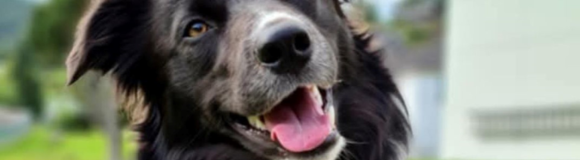 Border Collie