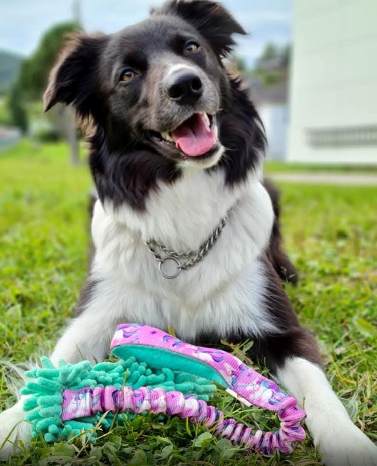 Border Collie