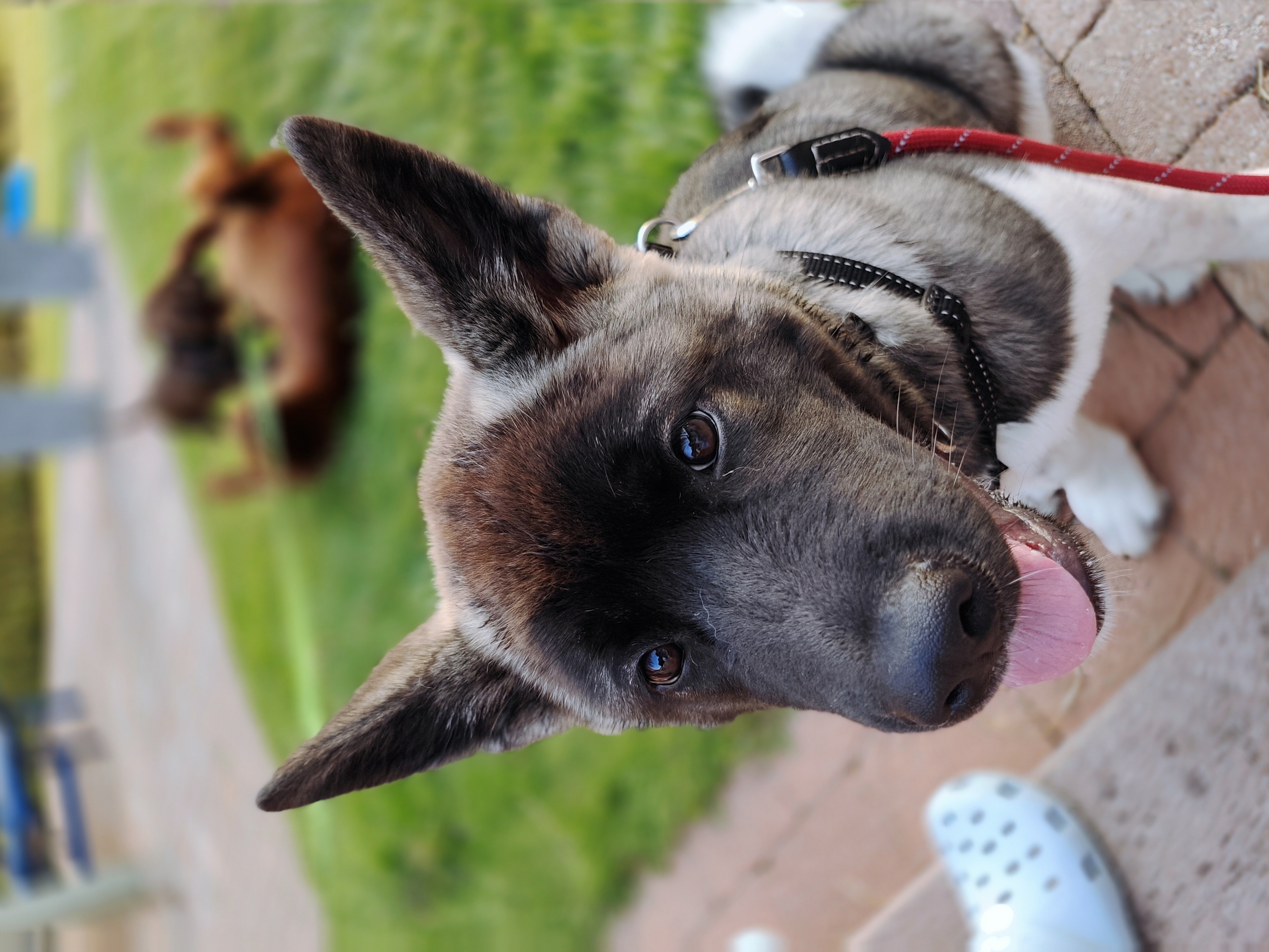 Amerikansk Akita sittandes