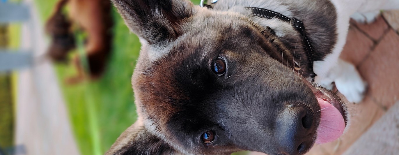 Amerikansk Akita sittandes