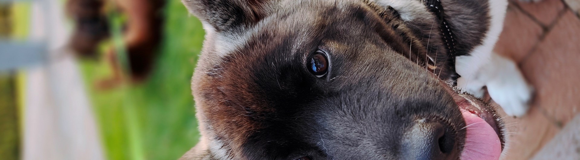 Amerikansk Akita sittandes