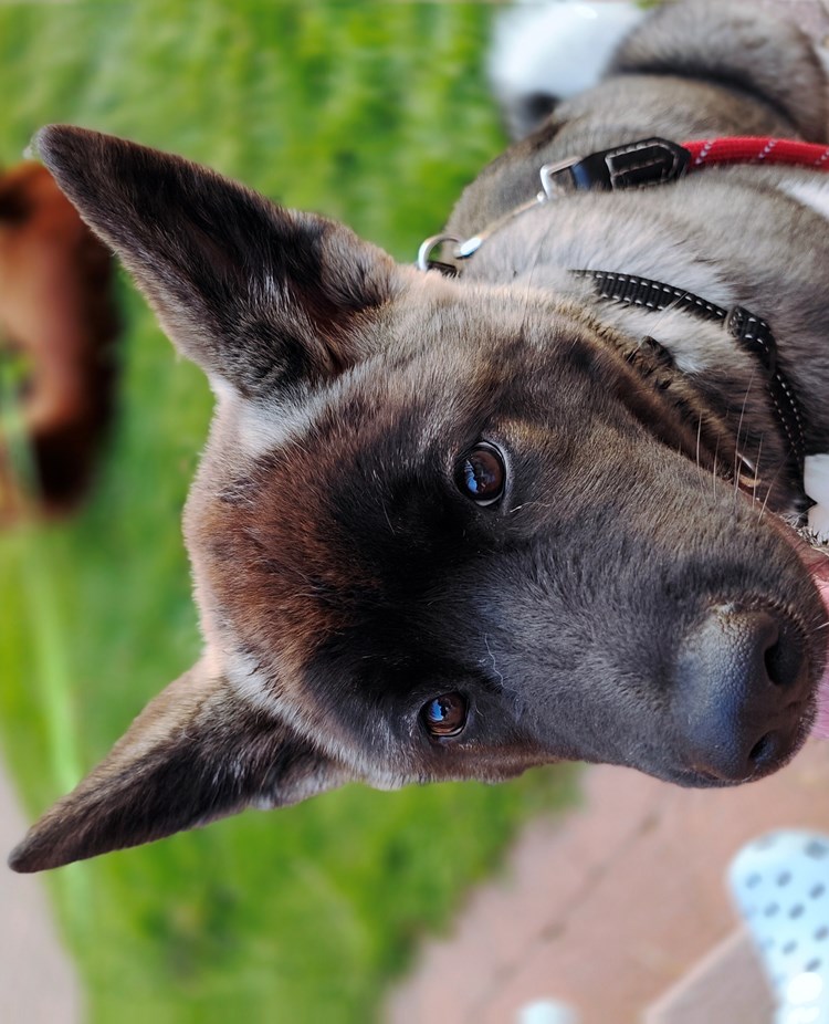 Amerikansk Akita sittandes