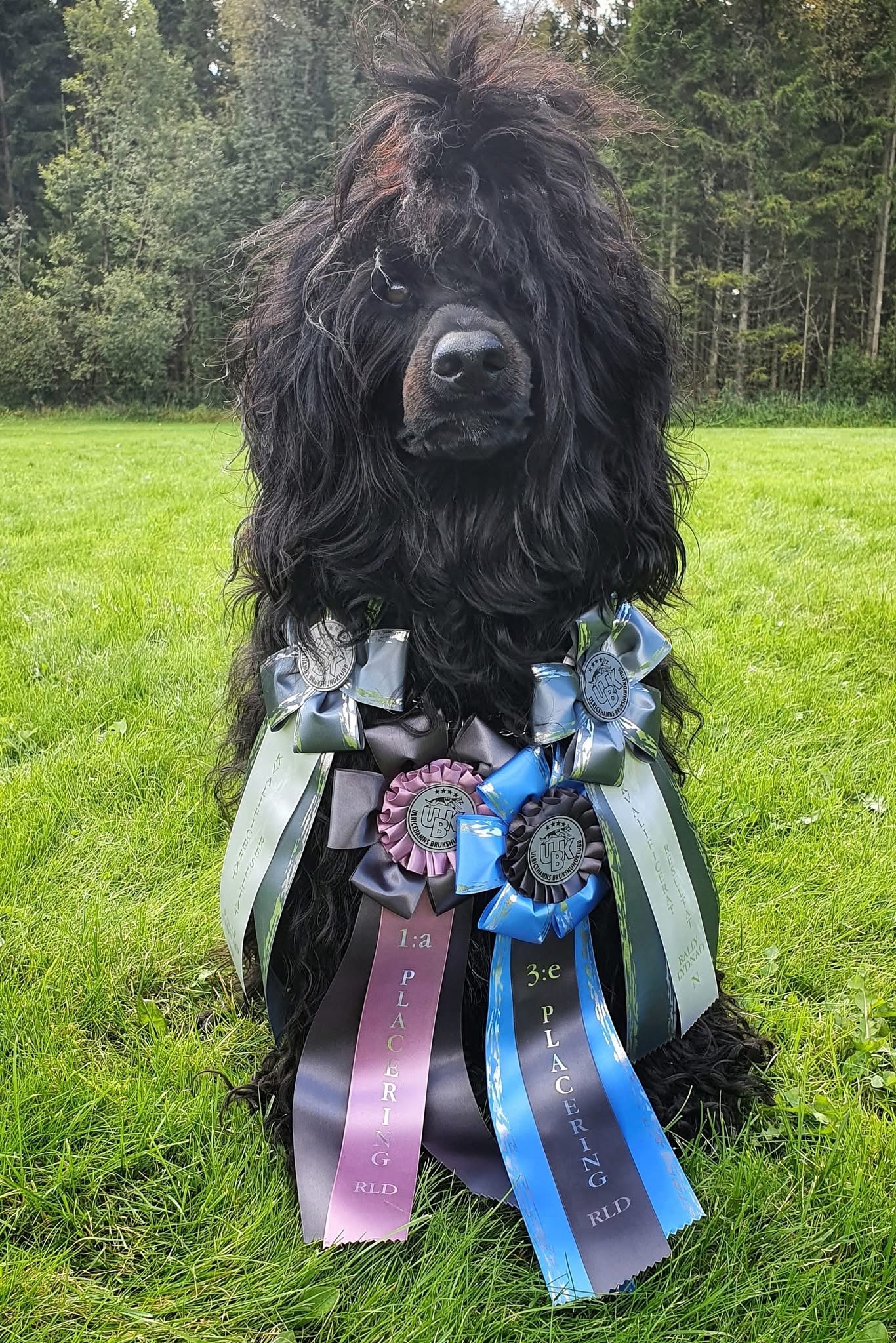 Årets Hund 2025 Jönköpings Brukshundklubb
