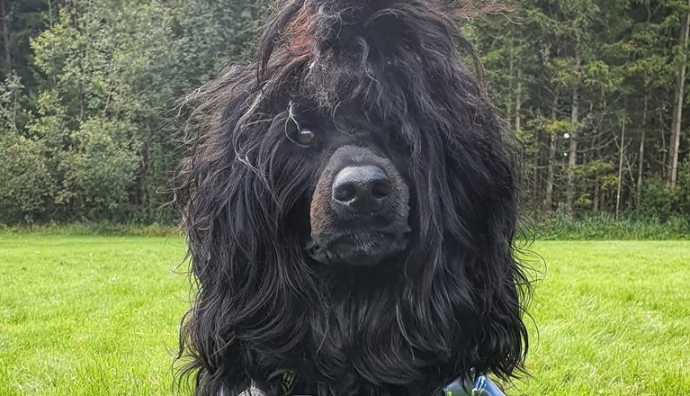 Årets Hund 2025 Jönköpings Brukshundklubb