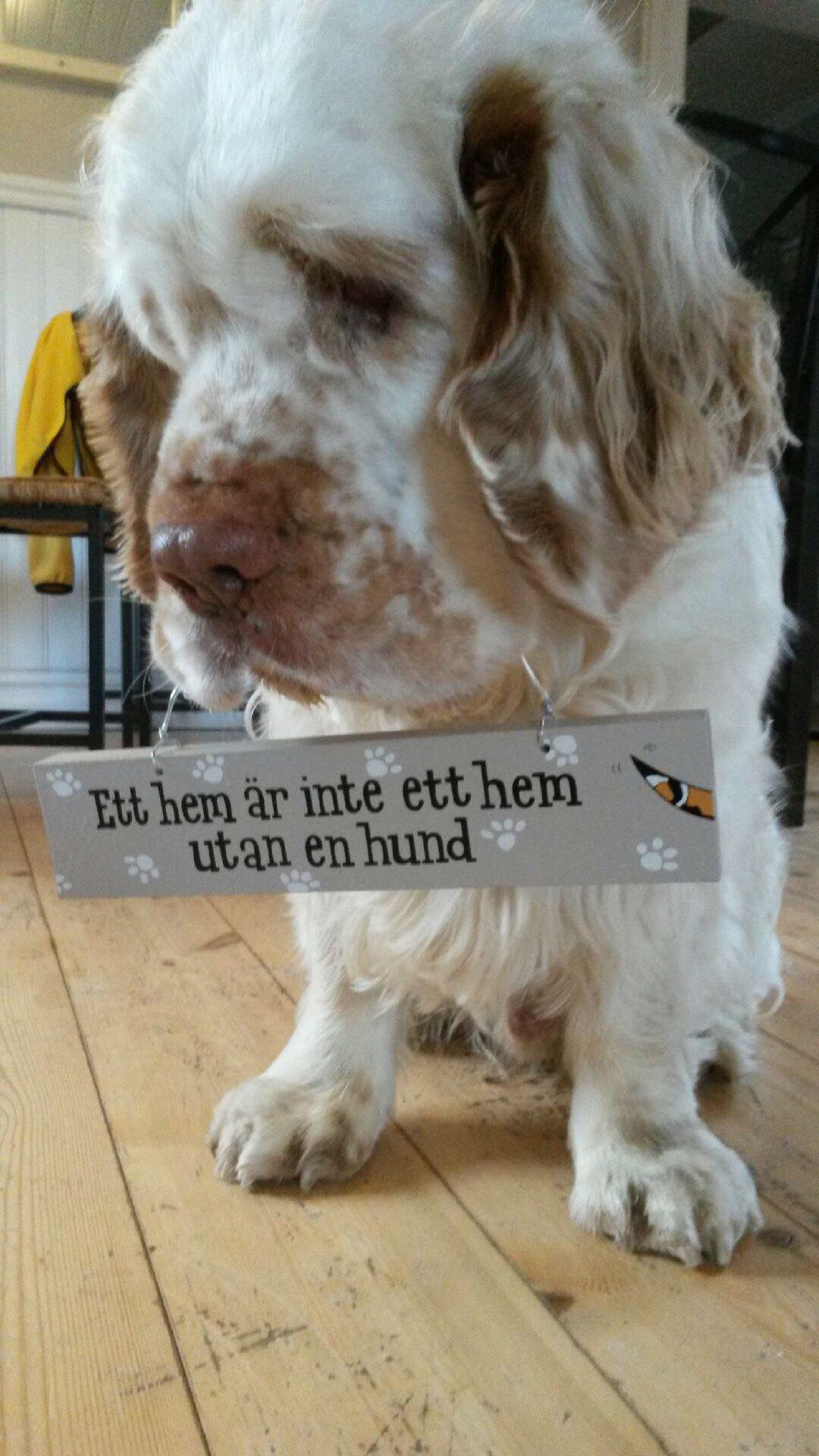 Hund som håller en skylt där det står, ett hem är inte ett hem utan en hund. 