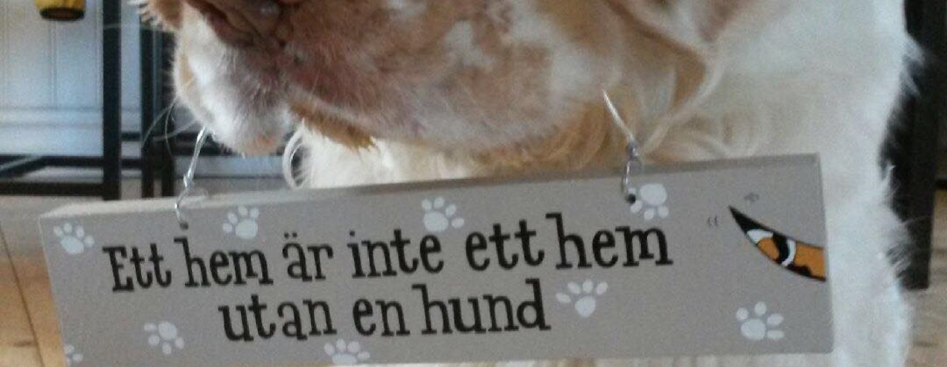 Hund som håller en skylt där det står, ett hem är inte ett hem utan en hund.
