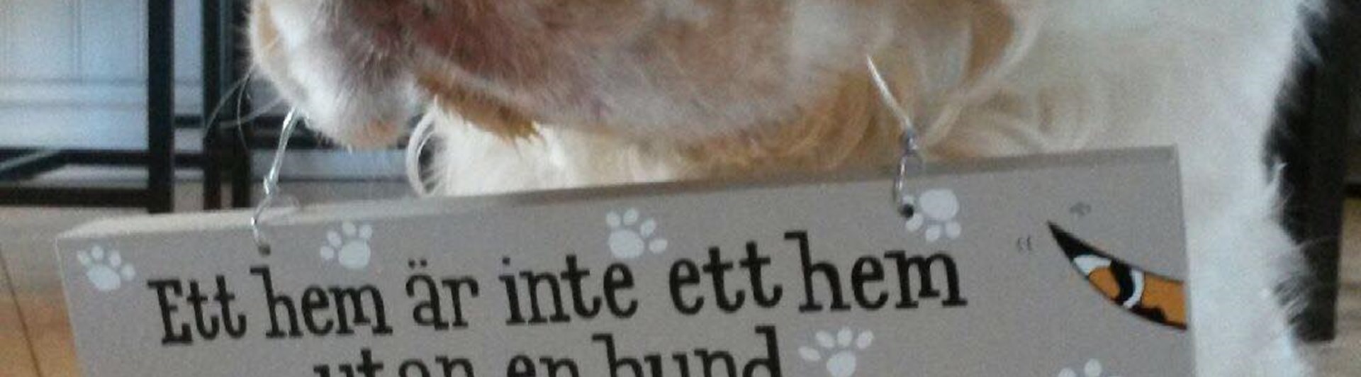 Hund som håller en skylt där det står, ett hem är inte ett hem utan en hund.