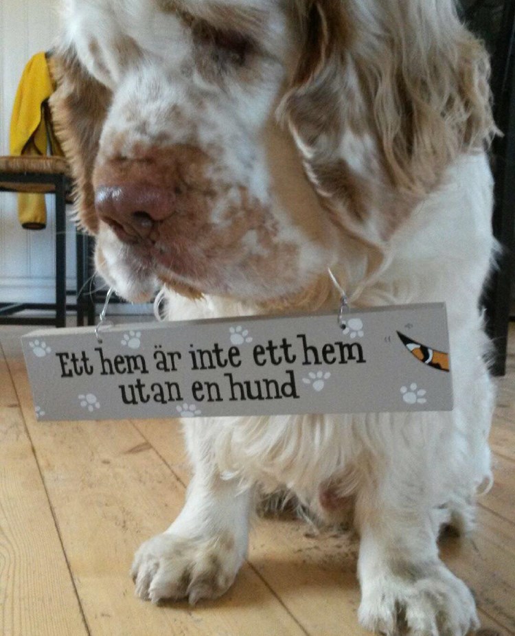 Hund som håller en skylt där det står, ett hem är inte ett hem utan en hund.