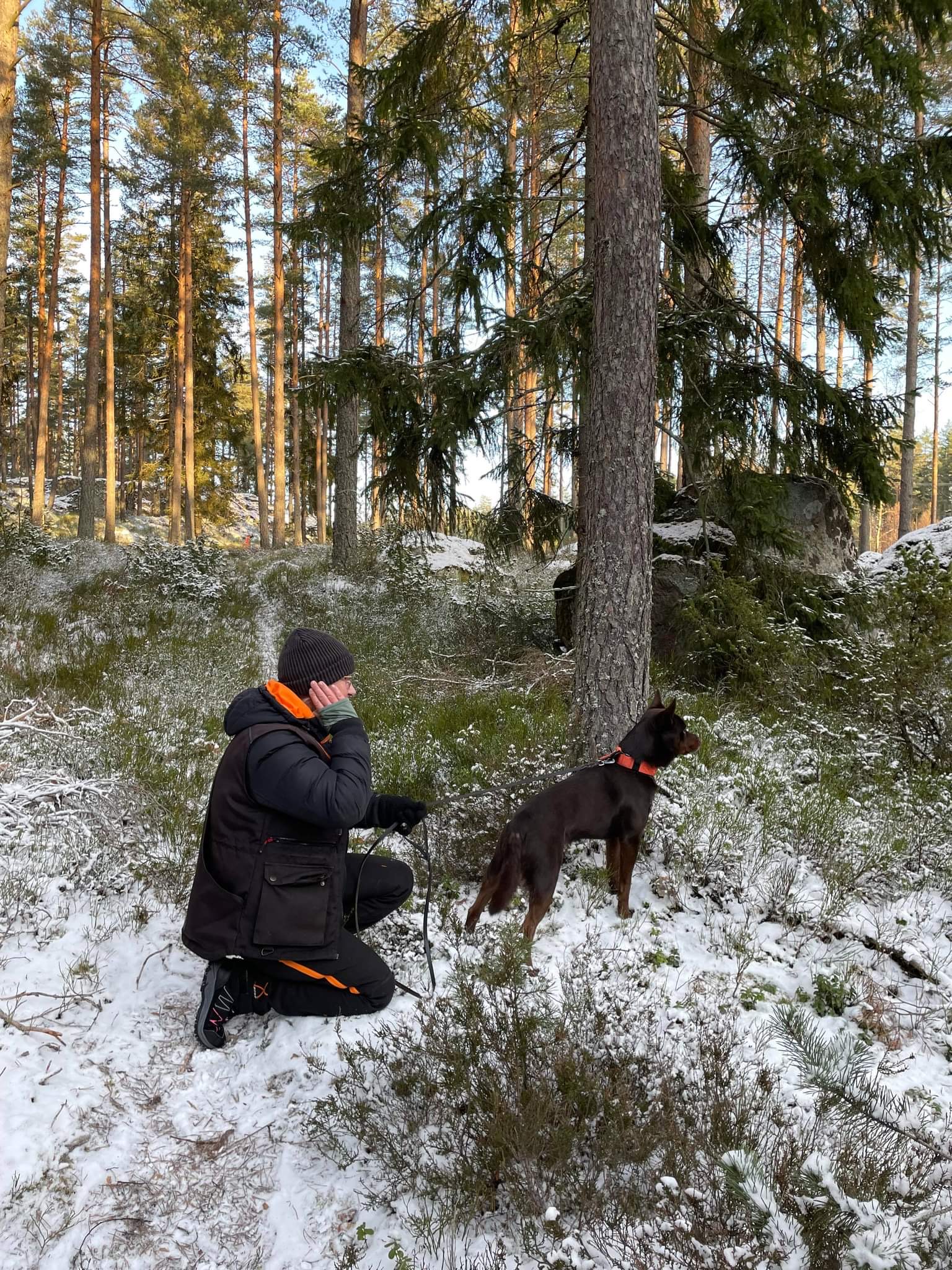 En förare tränar patrull med sin bruna kelpie. Det är vinter och hunden lyssnar spänt ut mot skogen.