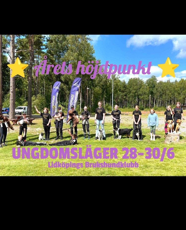 bild på ungdomar med hundar