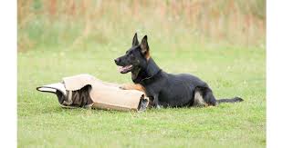 Hund som bevakar kamparm