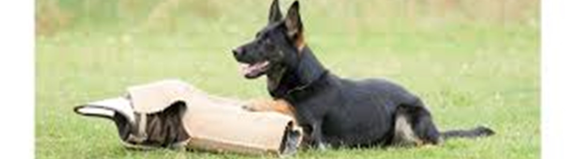 Hund som bevakar kamparm