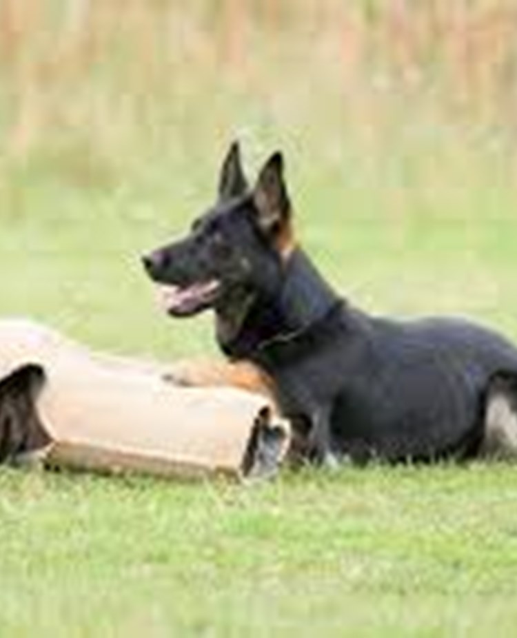 Hund som bevakar kamparm