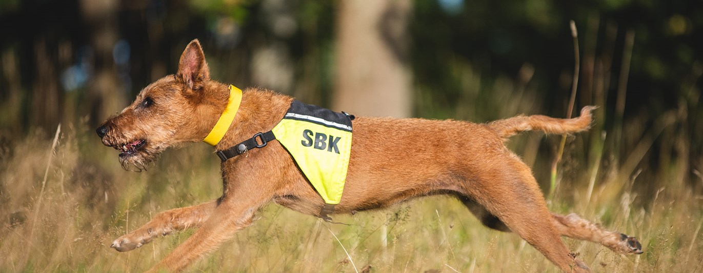 Taylor springer på rapportbanan