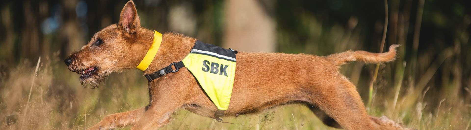 Taylor springer på rapportbanan